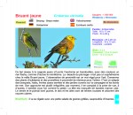 INT_Oiseaux des jardins 19